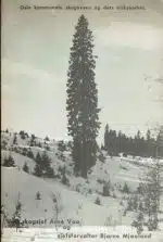 Oslo kommunale skogvesen og dets virksomhet