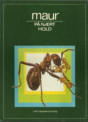 Maur på nært hold